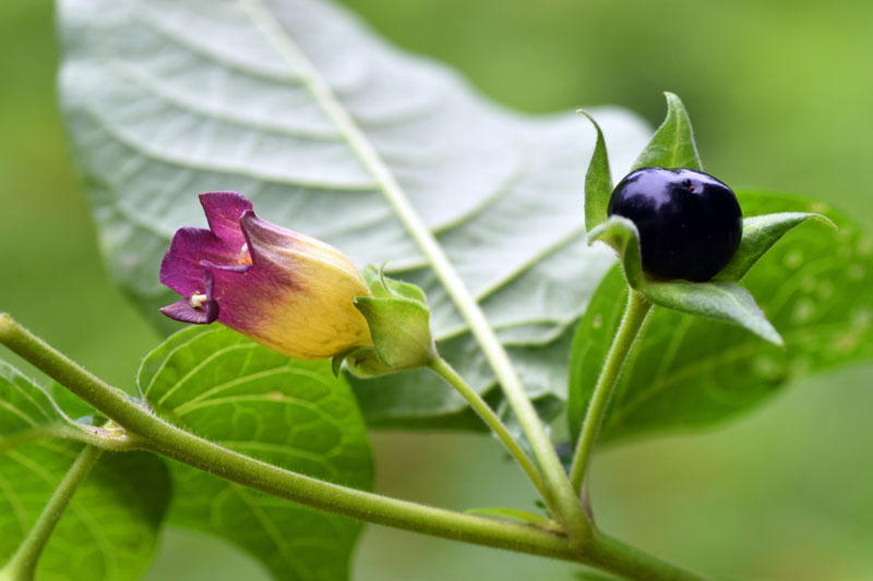 10 most dangerous plants in the world