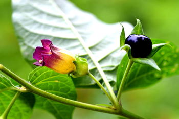 10 most dangerous plants in the world