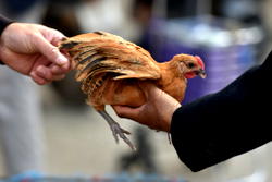 US records first human death from bird flu