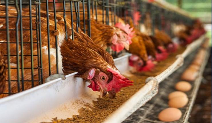 Huge Unsold Stock: ‘Poultry farmers are lamenting massive losses as people shunned chicken during Christmas, New Year’