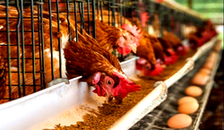 Huge Unsold Stock: ‘Poultry farmers are lamenting massive losses as people shunned chicken during Christmas, New Year’