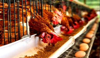 Huge Unsold Stock: ‘Poultry farmers are lamenting massive losses as people shunned chicken during Christmas, New Year’