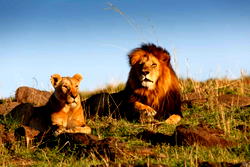 7-year-old boy survives five days in lion-infested Zimbabwe park