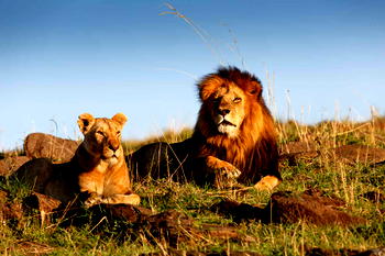 7-year-old boy survives five days in lion-infested Zimbabwe park