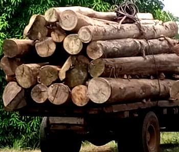Edo communities rally against illegal logging to protect Okomu National Park