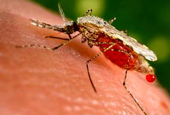 How expert uses tech innovation to pioneer new understanding of vector-borne diseases
