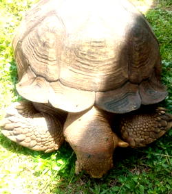 Facts about Alagba, Ogbomoso tortoise which lived for 344 years
