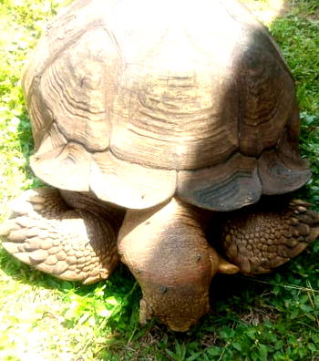 Facts about Alagba, Ogbomoso tortoise which lived for 344 years