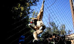 Monkey causes nationwide blackout in Sri Lanka