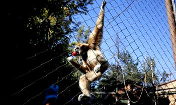 Monkey causes nationwide blackout in Sri Lanka