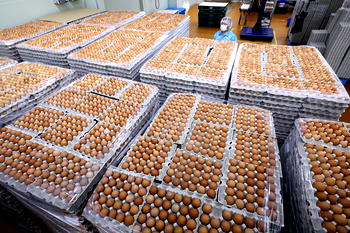 Saudi Arabia bans poultry egg imports from Nigeria, 39 other countries