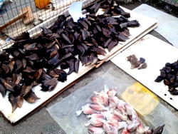 C’River: Customs arrest wildlife trafficker with 346 rare bird heads, other specimens