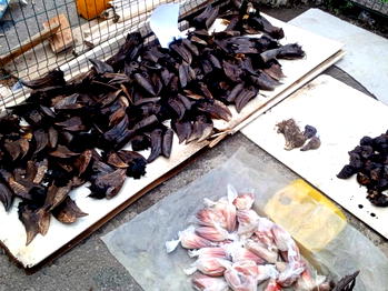 C’River: Customs arrest wildlife trafficker with 346 rare bird heads, other specimens