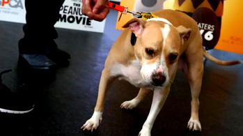 Dog shoots owner after getting stuck in gun trigger