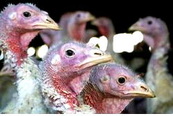 Kaduna Govt braces to contain Avian Influenza