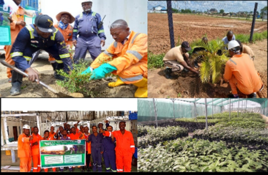 Environmental sustainability: SEEPCO reinforces commitment to planting 10,000 tree annually in Nigeria