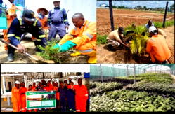 Environmental sustainability: SEEPCO reinforces commitment to planting 10,000 tree annually in Nigeria