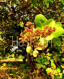 Hastom unveils 5,000 units cashew revival plans to replace aging cashew plantations in Ogbomoso