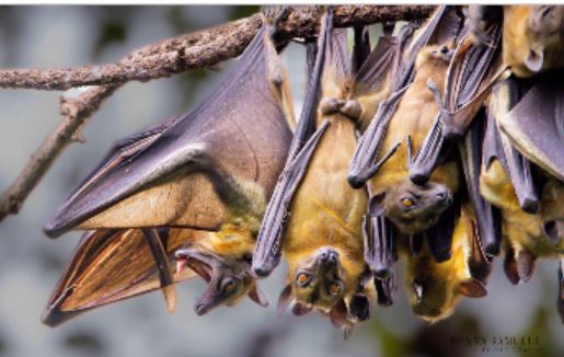 Wild Africa urges action to protect Nigeria’s 100 bat species on international bat appreciation day 2025
