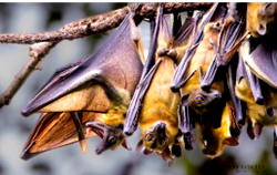 Wild Africa urges action to protect Nigeria’s 100 bat species on international bat appreciation day 2025