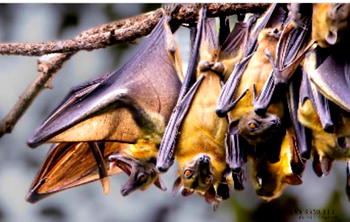 Wild Africa urges action to protect Nigeria’s 100 bat species on international bat appreciation day 2025