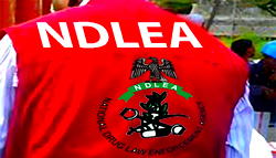 Murder of 3 officers: NDLEA nabs drug lord after 12-year manhunt