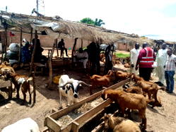 Abia Govt to convert cow dung to biogas at Lokpanta Cattle market