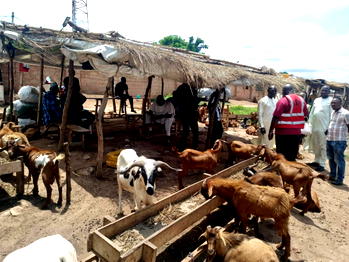 Abia Govt to convert cow dung to biogas at Lokpanta Cattle market