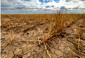 Ukraine’s wheat arrives while Nigeria’s fields are ignored