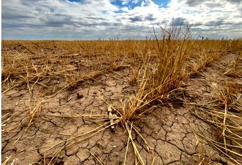 Ukraine’s wheat arrives while Nigeria’s fields are ignored