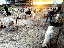 Farm Zone offers livestock deals for 2025 Eid/Sallah