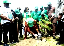 Pollution: NDDC launches tree planting campaign in 9 states