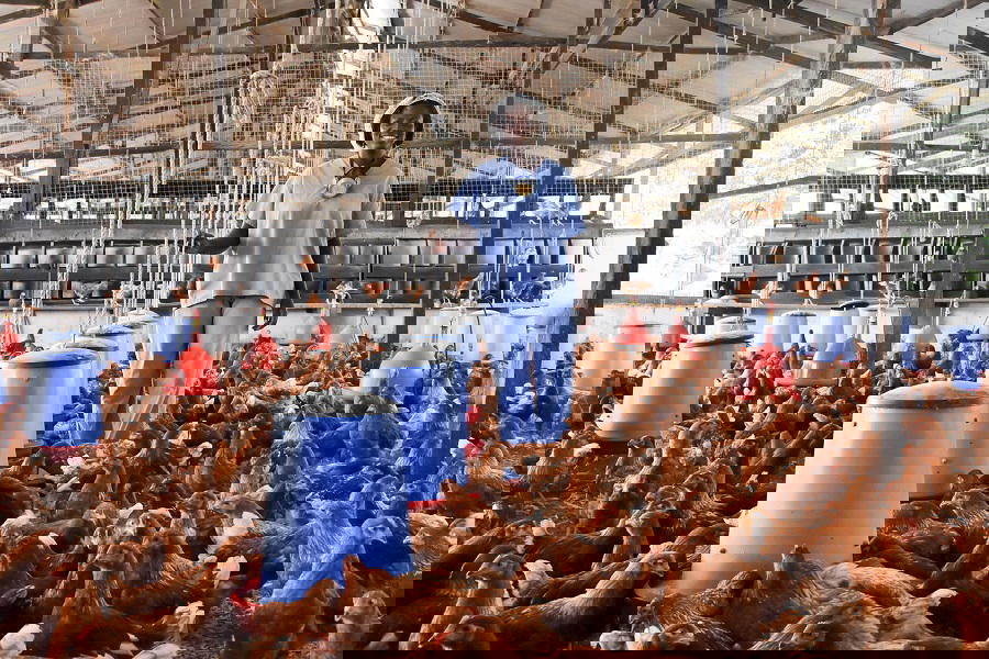 Poultry farmers blame middlemen, raw materials for consistent price hikes