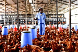 Lagos poultry farmers promise price drop ahead of yuletide