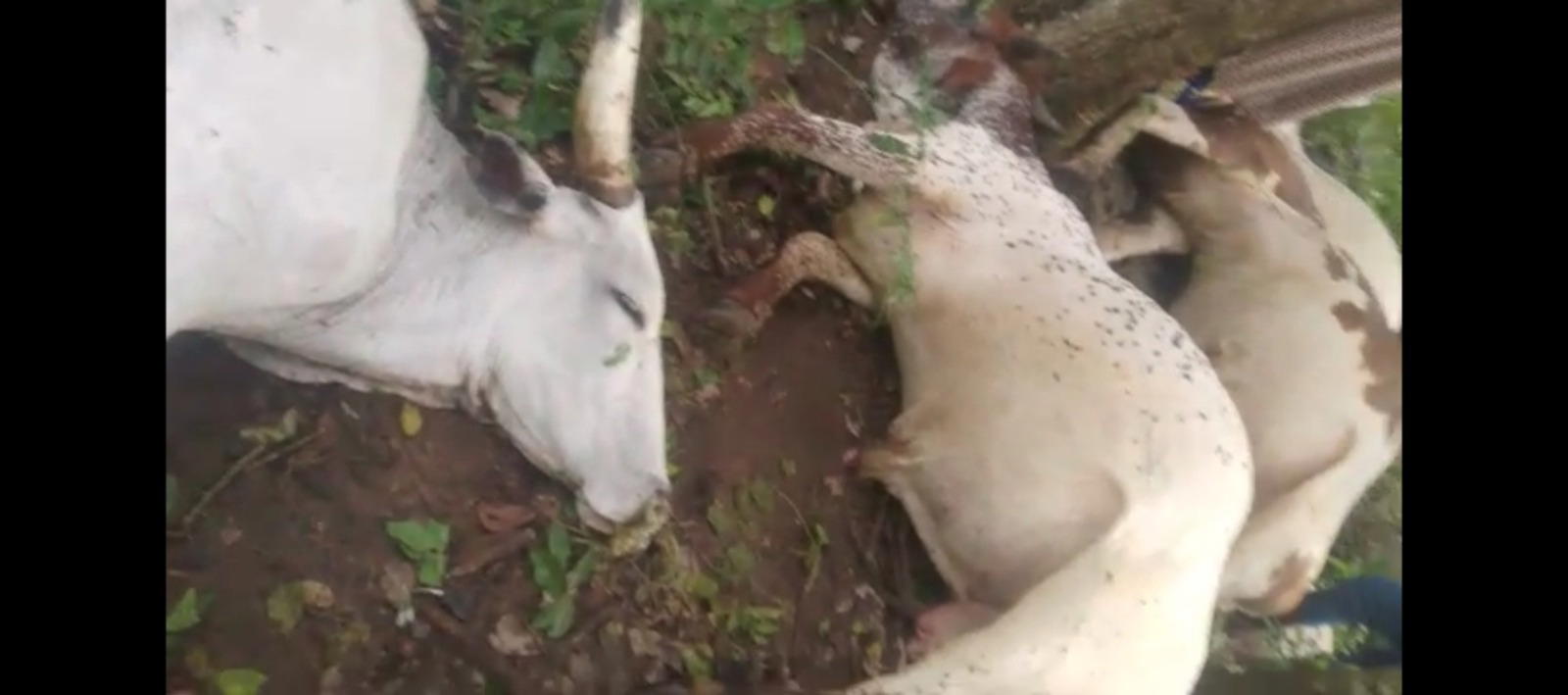 Lightning kills 32 cows during heavy rainfall in Ogun