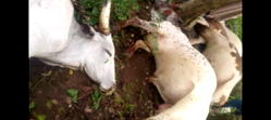 Lightning kills 32 cows during heavy rainfall in Ogun