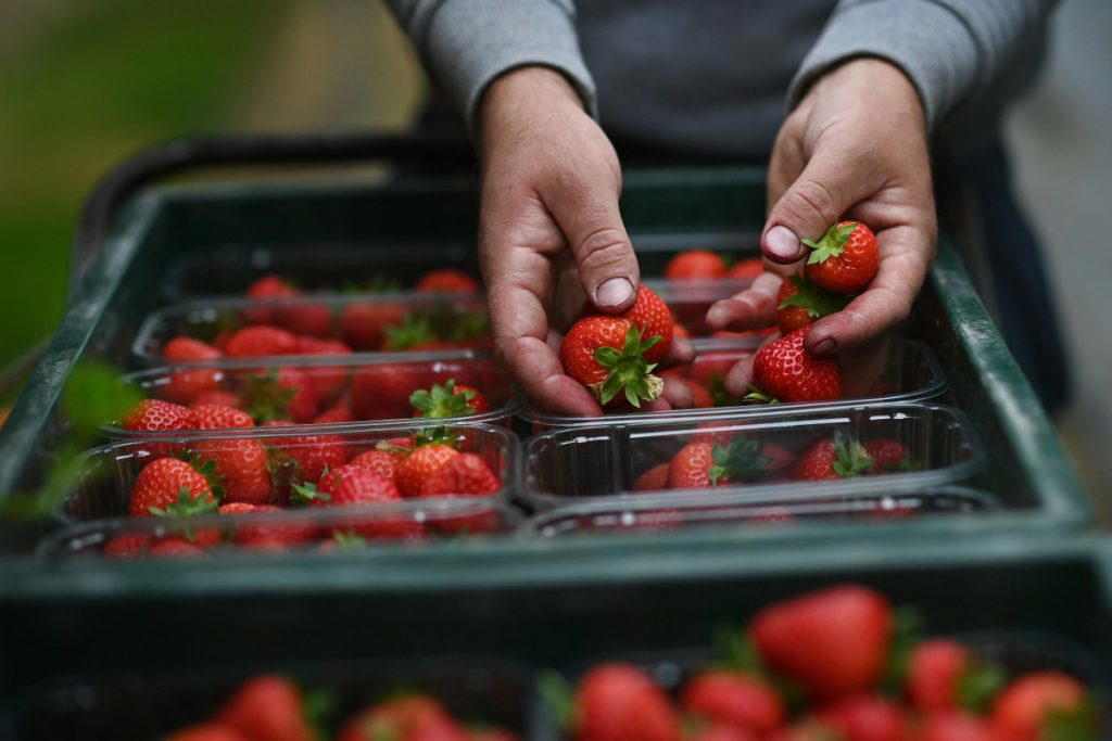 UK farmers record unusually sweet strawberries in sunniest spring
