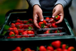 UK farmers record unusually sweet strawberries in sunniest spring