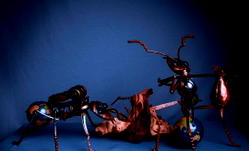Immigr-ants: Intrinsic Fragment of ecology or medium for prejudice?