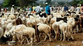 Prices of rams rise in Kaduna ahead of Eid-el-Kabir