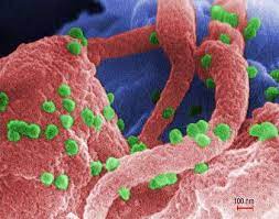 NIMR records major success in HIV prevention