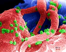 NIMR records major success in HIV prevention