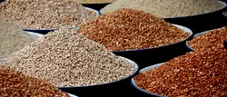 Beans price crashes by over 100% amid increased yields