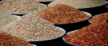 Beans price crashes by over 100% amid increased yields