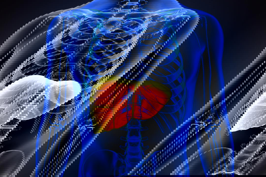liver