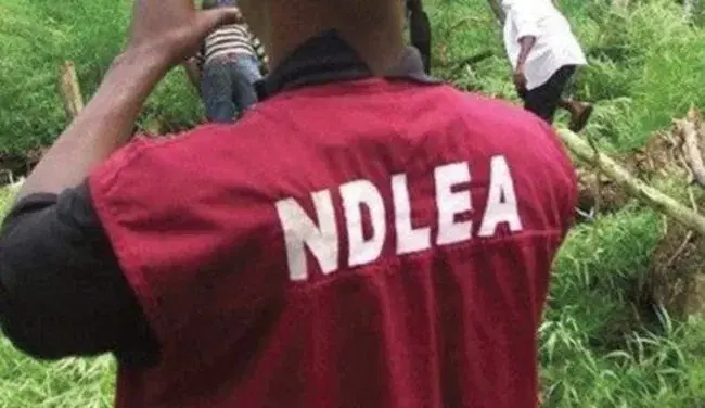 NDLEA destroys 9.67 hectares of cannabis farmland, arrests 7 suspect