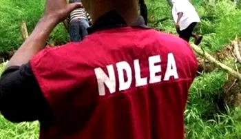 NDLEA seizes 384.88kg of ‘Loud’ and other drugs at Lagos nightclub party