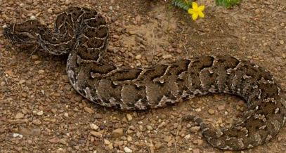 Alleged python killing for ritual sparks tension in Bayelsa community