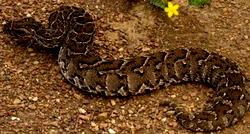 Alleged python killing for ritual sparks tension in Bayelsa community