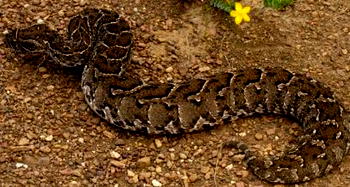 Alleged python killing for ritual sparks tension in Bayelsa community